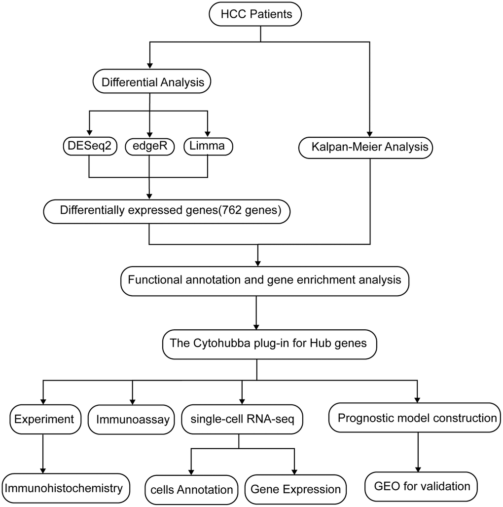 A flow chart of the manuscript.