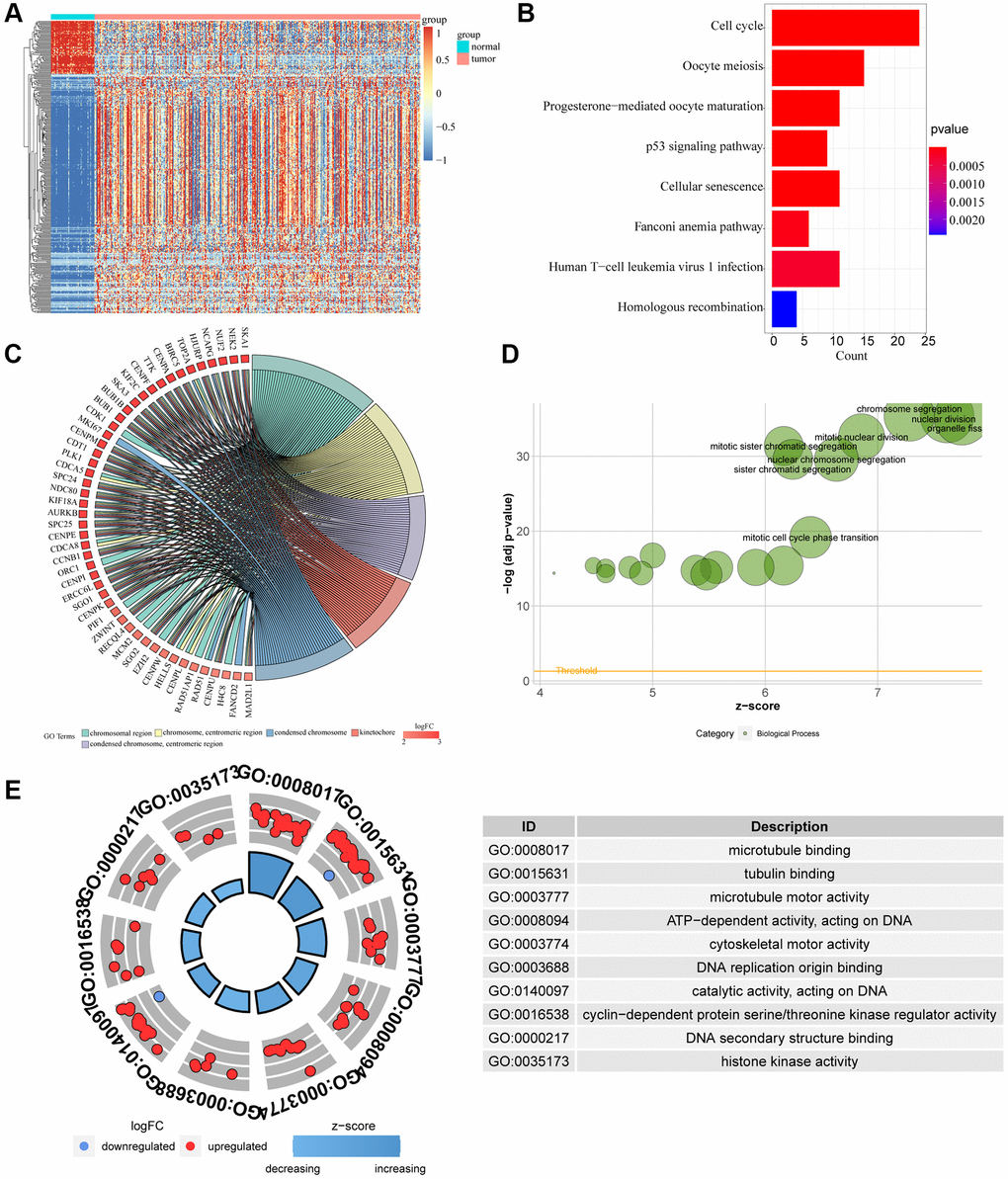 Difference of genomic landscape between normal and LIHC tissues. (A) Hierarchical clustering visualizing the intersections of DEGs with KM analysis. (B–D) Gene Ontology functional enrichment analyses for differentially expressed genes. (B) Biological process. (C) Molecular function. (D) Cellular component. (E) KEGG pathway enrichment analyses for differentially expressed genes. All enriched pathways were significant. The color depth represented enriched adjusted p-value.