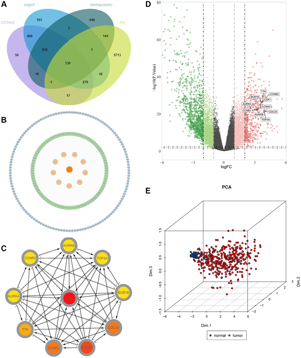 Identification of key molecules in LIHC. (A) Venn diagram visualizing the intersections of DEGs with KM analysis. (B) Construction of a protein–protein interaction (PPI) network among differentially expressed genes. (C) The relationship among the ten key molecules at the protein level. (D) Volcano plot constructed with the cut-off criterion p E) Principal component analysis for the key molecules revealed two completely disjoint populations, suggesting these key molecules could well distinguish LIHC samples from normal samples. Blue, normal samples; Red, tumor samples.