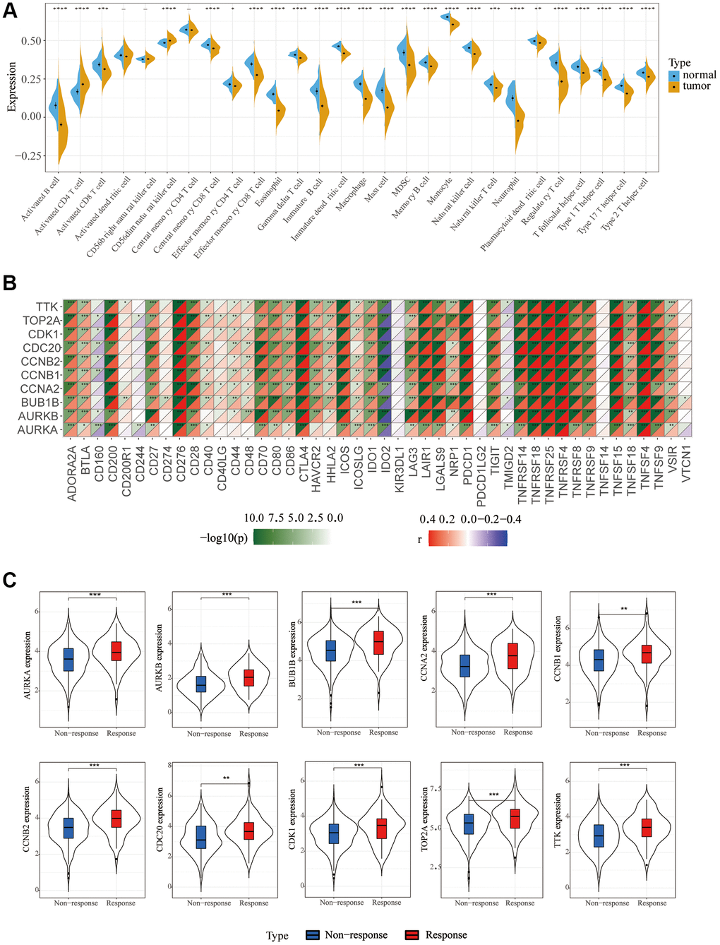 Immune cell infiltration and correlation analysis. (A) Differences in 28 TME infiltration cells between normal liver and LIHC tissues (*P **P ***P B) The correlation between each key molecule and each immune checkpoint. Red, positive; Purple, negative. (C) Immunotherapy efficacy of 10 key genes.