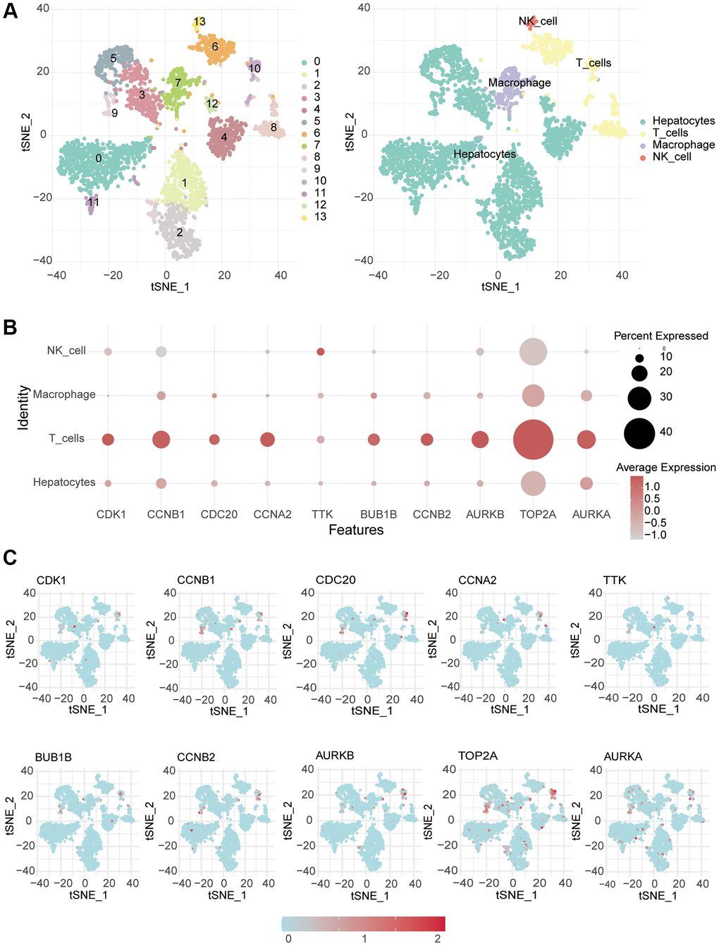 Single-cell RNA-seq analysis. (A) The different cells were annotated. (B, C) Single-cell analysis was used to monitor the expression of 10 key genes in different immune cells.