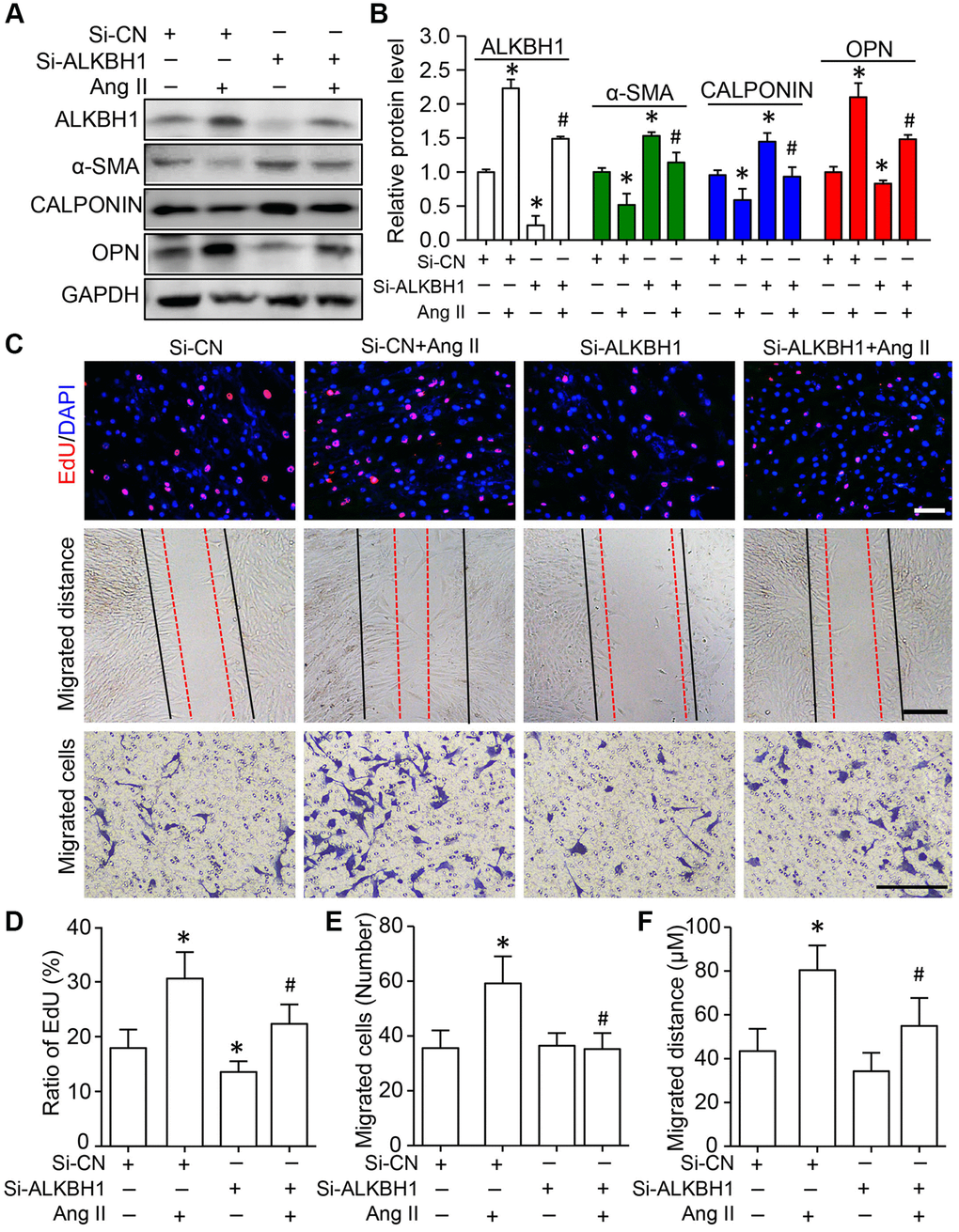 Knockdown of ALKBH1 suppresses Ang II-induced VSMC phenotype transformation, proliferation and migration. (A, B) Representative western blot and quantification of levels of ALKBH1, alpha-smooth muscle actin (α-SMA), CALPONIN, and osteopontin (OPN) in si-RNA-ALKBH1 (Si-ALKBH1)– or si-RNA Control (Si-CN)–transfected HASMCs with Ang II treatment or not. (C–F) Representative images of EdU staining, HASMC migration distance and number with Si-ALKBH1 and/or Ang II treatment and quantification. Scale bar: 100 µm. *P **P #P n = 3/group for A and B, n = 5/group for C–F). One-way ANOVA followed by Bonferroni’s multiple comparison test was used for statistical analysis in B and D.