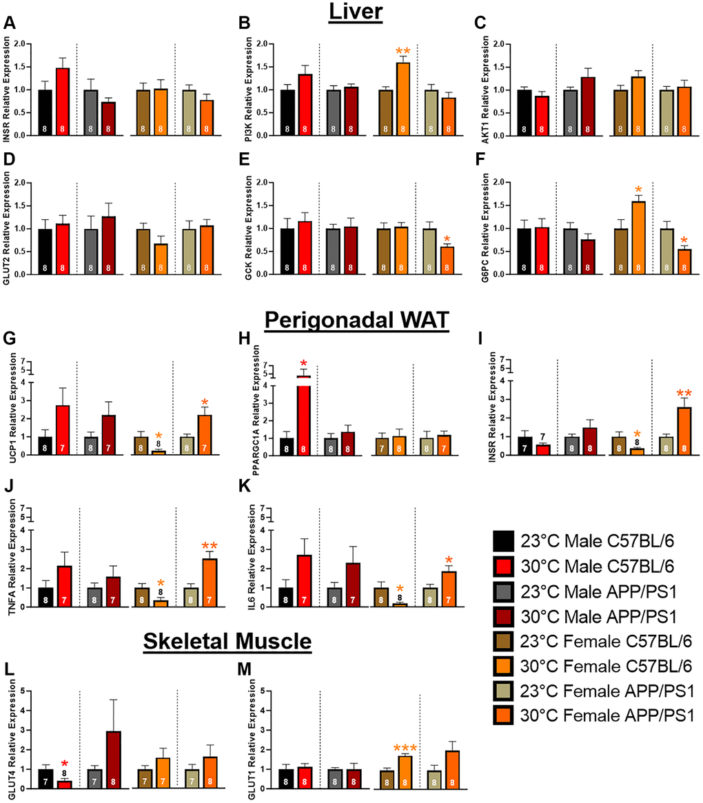 Hepatic, perigonadal white adipose tissue, and skeletal muscle mRNA expression. Hepatic mRNA expression of insulin receptor (INSR; A), phosphatidylinositol 3-kinase (PI3K; B), AKT1 (C), glucose transporter 2 (GLUT2; D), glucokinase (GCK; E), and glucose 6-phosphatase (G6PC; F) relative to B2M. Perigonadal WAT mRNA expression changes of uncoupling protein 1 (UCP1; G), PGC-1α (PPARGC1A; H), INSR (I), tumor necrosis factor α (TNFA; J), and interleukin 6 (IL6; K) relative to B2M. GLUT4 (L) and 1 (M) mRNA expression relative to GAPDH in skeletal muscle. A two-tailed t-test was used to determine mRNA expression fold changes within a genotype and sex. The number of animals is either inset or above the error bars on each bar graph. *p **p ***p 