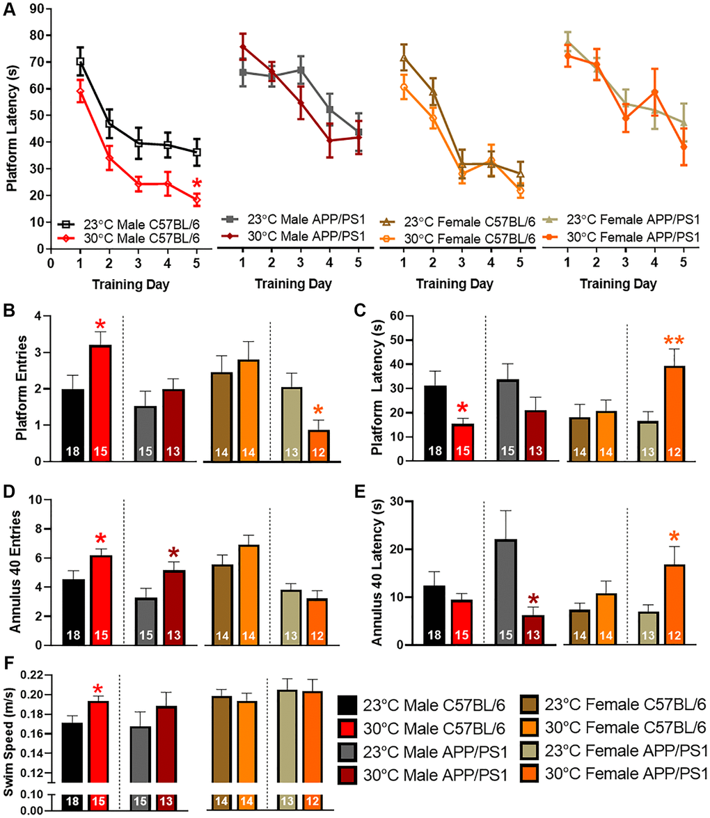 Sexually dimorphic spatial navigation responses to thermotherapy in APP/PS1 mice. Average latency to the platform during the five MWM training sessions (A). A two-way ANOVA with Sidak’s post hoc was used to determine significant time differences due to thermotherapy across training days. The number of platform entries (B), latency to first platform entry (C), number of annulus 40 entries (D), latency to first annulus 40 entry (E), and swimming speed (F) during the delayed MWM probe challenge. A two-tailed t-test was used to determine thermotherapy effects on probe challenge parameters within a sex and genotype. The number of animals is inset on each bar graph. *p **p 