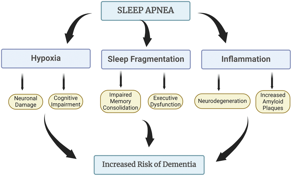 How sleep apnea leads to increased risk of dementia. Sleep apnea is associated with an increased risk of dementia due to its impact on oxygen levels during sleep and the subsequent stress it places on the brain. Repeated interruptions in breathing can lead to fragmented sleep and hypoxia, which may contribute to cognitive decline and neurodegeneration over time. Additionally, the exacerbation of inflammation linked to sleep apnea further heightens the risk of developing dementia-related conditions.