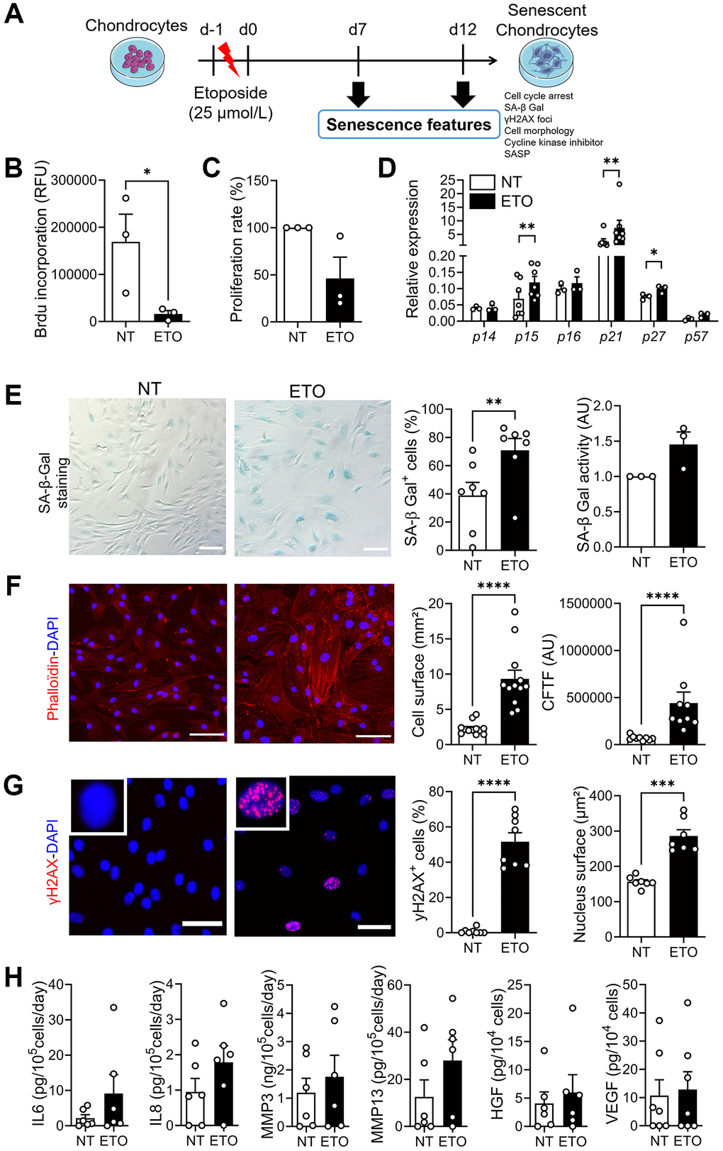 Characterization of etoposide-induced senescence in human chondrocytes at day 7. (A) Schematic workflow of etoposide (ETO)-induced senescence in osteoarthritic chondrocytes. (B) Level of BrdU incorporation in non-treated (NT) and ETO-treated chondrocytes (n = 3). (C) Percentage of proliferation in NT and ETO chondrocytes (n = 3). (D) Relative expression of Cyclin-Dependent Kinase Inhibitors in NT and ETO chondrocytes by RT-qPCR (n = 3–7). (E) Representative pictures of SA-β-Galactosidase (Gal) staining in NT and ETO chondrocytes (left panel; bars: 100 µm). Percentage of SA-β-Gal-positive cells (n = 7) and SA-β-Gal activity quantified by fluorometry (n = 3) (right panel). (F) Representative staining of actin stress fibers (in red) and nuclei (in blue) with Phalloidin and DAPI, respectively (left panel; bars: 100 µm). Quantification of the cell surface (n = 12) and corrected total cell fluorescence (CTCF) (n = 9) (right panels). (G) Representative pictures of γH2AX-positive foci (red spot) in DAPI stained nuclei (blue) (left panel; bars: 50 µm). Percentage of cells with γH2AX-positive nuclei (n = 8) and quantification of nucleus surface (n = 7) (right panel). (H) Protein secretion in supernatants of NT and ETO chondrocytes quantified by ELISA (n = 6). Data are shown as mean ± SEM. Statistical analysis used the Mann-Whitney test (B, D: pairwise comparisons, E: left panel, F, G, H) or Wilcoxon signed rank test (C, E: right panel). *p **p ***p ****p 