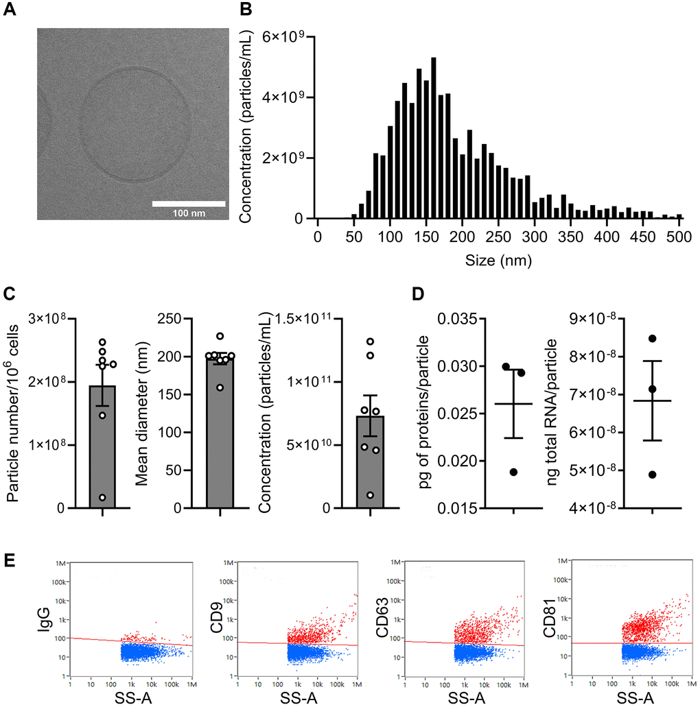 Characterization of extracellular vesicles isolated from ASCs. (A) Representative picture of one single EV by cryo-transmission electron microscopy (scale bar: 100 nm). (B) Size distribution of EVs (one representative sample). (C) Number of particles produced by 106 ASCs per day, mean size and particle concentration after isolation (n = 7). (D) Quantity of total proteins (left panel) and total RNA (right panel) contained per particle (n = 3). (E) Expression profile of tetraspanin markers on the surface of EVs by nanofcm analysis.