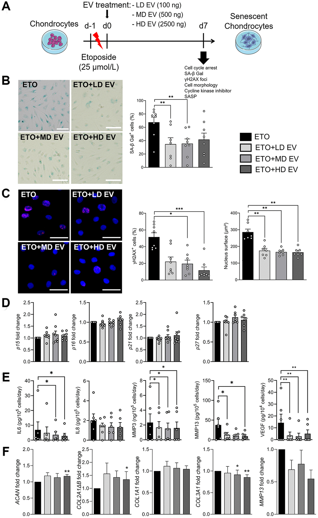 Senoprotective effect of extracellular vesicles from ASCs on etoposide-induced senescent chondrocytes. (A) Schematic workflow of etoposide (ETO)-treated human chondrocytes cultured with different doses of EVs isolated from ASCs: Low dose (LD), medium dose (MD) and high dose (HD). (B) Representative pictures of SA-β-Gal staining in human chondrocytes (left panel; bars: 50 µm) and percentage of SA-β-Gal positive cells (right panel) (n = 7, 8). (C) Representative pictures of γH2AX foci (red) in the nuclei (blue) of chondrocytes (left panel; bars: 50 µm). Percentage of cells with γH2AX foci in nuclei and quantification of nucleus surface (n = 7, 8) (right panels). (D) Relative expression of Cyclin-Dependent Kinase Inhibitors in chondrocytes (n = 6, 7). (E) Protein secretion in supernatants of ETO-treated chondrocytes quantified by ELISA (n = 6, 7). (F) Relative expression of markers in ETO-treated chondrocytes (n = 6). Data are shown as mean ± SEM. Statistical analysis used the Mann-Whitney test (B, C) or the Wilcoxon signed rank test (D, F) or the Wilcoxon matched pair signed rank test (E) for pair-wised comparisons versus the ETO group. *p **p ***p 