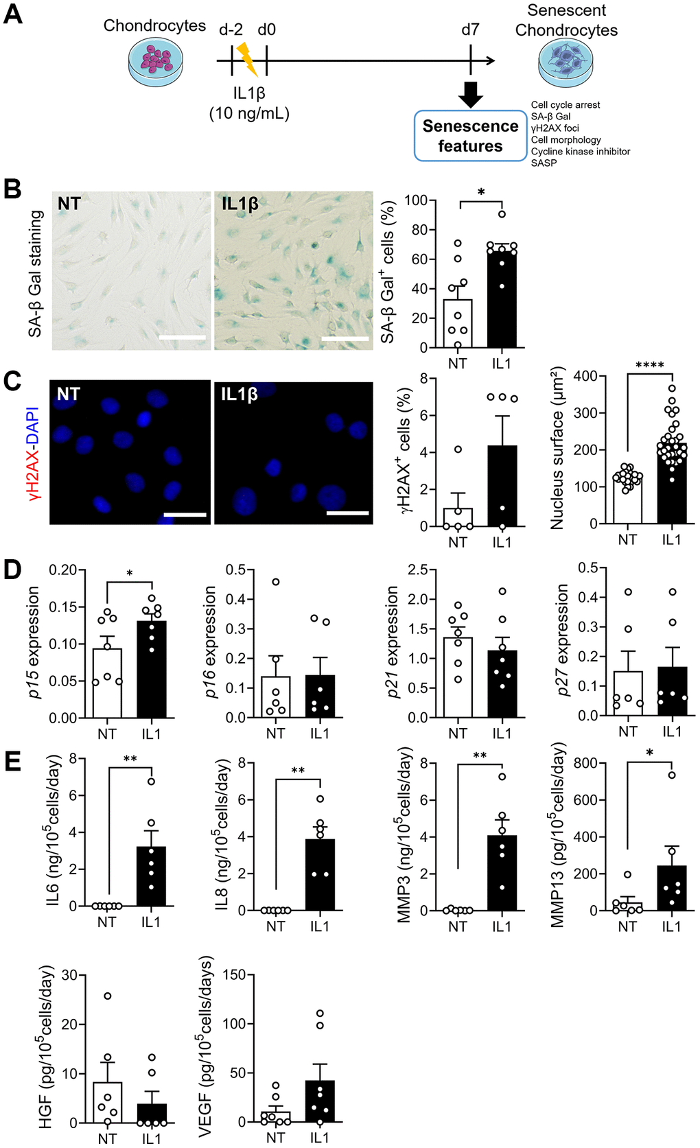 Model of IL1β-induced senescence in chondrocytes. (A) Schematic workflow of IL1β-induced senescence in chondrocytes. (B) Representative pictures of SA-β-Gal staining in non-treated (NT) and IL1β-treated human chondrocytes (left panel; bars: 50 µm) and percentage of SA-β-Gal positive cells (right panel) (n = 7, 8). (C) Representative pictures of chondrocytes with γH2AX foci (red) in nuclei (blue). (Left panel; bars: 100 µm). Percentage of chondrocytes with γH2AX foci (n = 5) and quantification of nucleus surface (n = 30) (right panels). (D) Relative expression of Cyclin-Dependent Kinase Inhibitors in chondrocytes (n = 6, 7). (E) Protein secretion in supernatants of IL1β-treated chondrocytes quantified by ELISA (n = 6). Statistical analysis used the Mann-Whitney test for all panels except for the nucleus surface graph where an unpaired t-test was used. *p **p ****p 