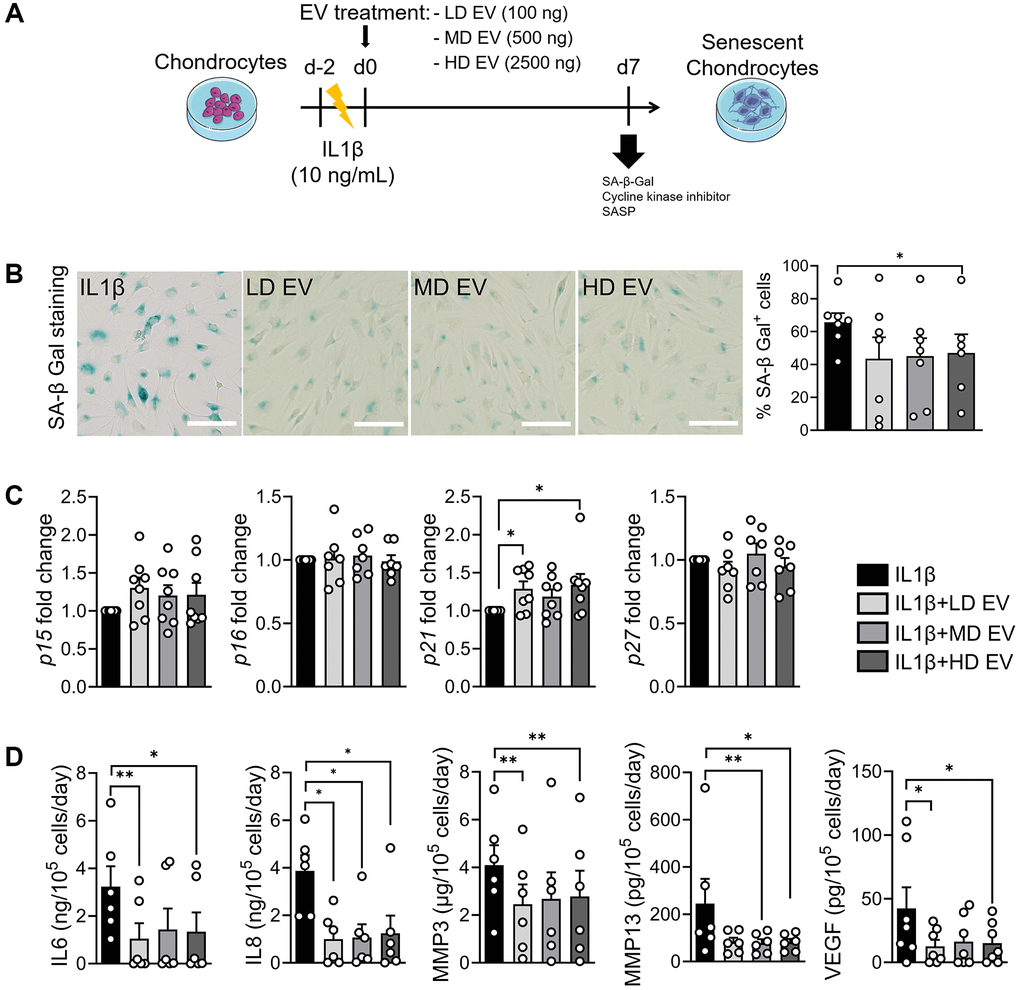 ASCs-derived extracellular vesicles exert a senoprotective effect on IL1β-induced senescence in chondrocytes. (A) Workflow of IL1β-induced senescence in primary human chondrocytes and treatment with different doses of ASCs-derived EVs: Low dose (LD), medium dose (MD) and high dose (HD). (B) Representative pictures of SA-β-Gal staining in chondrocytes (left panel; bars: 100 µm) and percentage of SA-β-Gal positive cells (n = 6, 7) (right panel). (C) Relative expression of Cyclin-Dependent Kinase Inhibitors in IL1β-treated chondrocytes (n = 6, 7). (D) Protein secretion in supernatants of IL1β-treated chondrocytes quantified by ELISA (n = 6). Data are shown as mean ± SEM. Statistical analysis used the Mann-Whitney test (B, C) or the Wilcoxon signed rank test (C) or the Wilcoxon matched pair signed rank test (D) for pair-wised comparisons versus the IL1β group. *p **p 