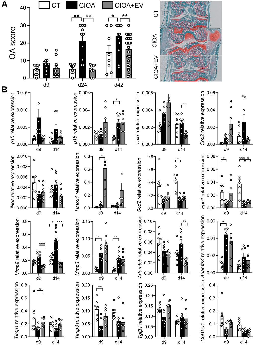 ASCs-derived extracellular vesicles exert a therapeutic effect in OA mice. (A) Histological OA score determined at different time points in collagenase-induced osteoarthritis (CIOA) mice (left panel). Representative pictures of histological sections from each group of mice at day 42 (n = 5/group). (B) Relative expression of genes representative of senescence, inflammation, oxidative stress and metabolism in the joints of CIOA mice (n = 6, 7/group). Data are shown as mean ± SEM. Statistical analysis used Kruskall-Wallis test with a Dunn’s post-test. *p **p ***p 