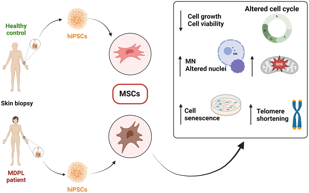 Schematic overview of the findings from the characterization of mesenchymal stem cells (MSCs) derived from hiPSCs in MDPL patients and healthy donors.