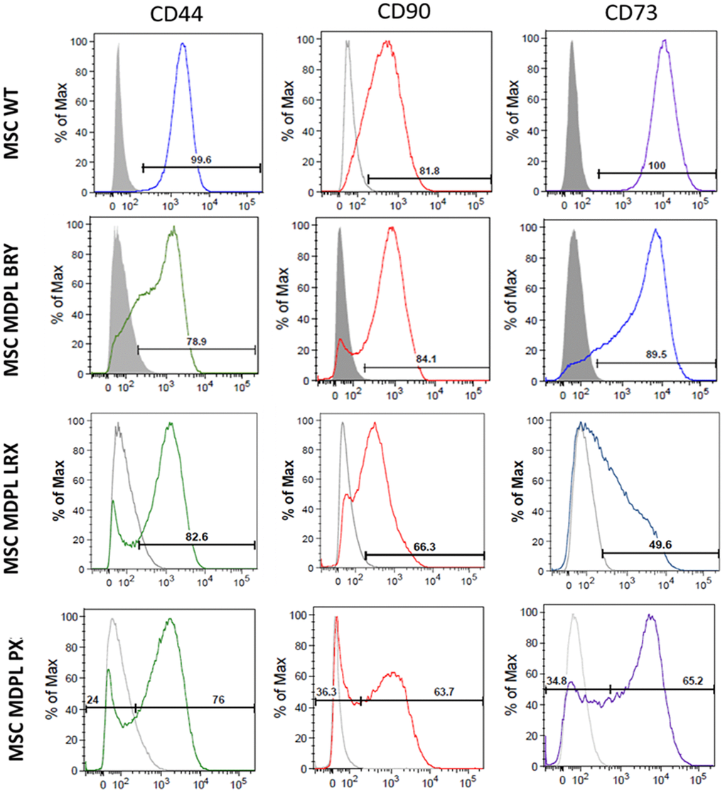 Expression of MSC markers in hiPSC-derived MSCs. Representative histograms of the flow cytometric analysis of the markers CD44, CD90 and CD73 in WT and MDPL MSCs. Grey solid histograms represent the fluorescence of isotype controls, while the empty black histograms represent the specific fluorescence of the indicated MSC markers. The MSC WT histogram is representative of one of two healthy controls because values were comparable. The analyses were performed at passage 3.