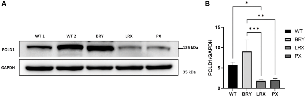 Analysis of POLD1 protein expression levels in MDPL and WT-MSCs. (A) Protein extracts of MDPL-MSCs, compared with healthy controls. (B) Densitometric analysis of POLD1 protein normalized on GAPDH levels; *p **p ***p 