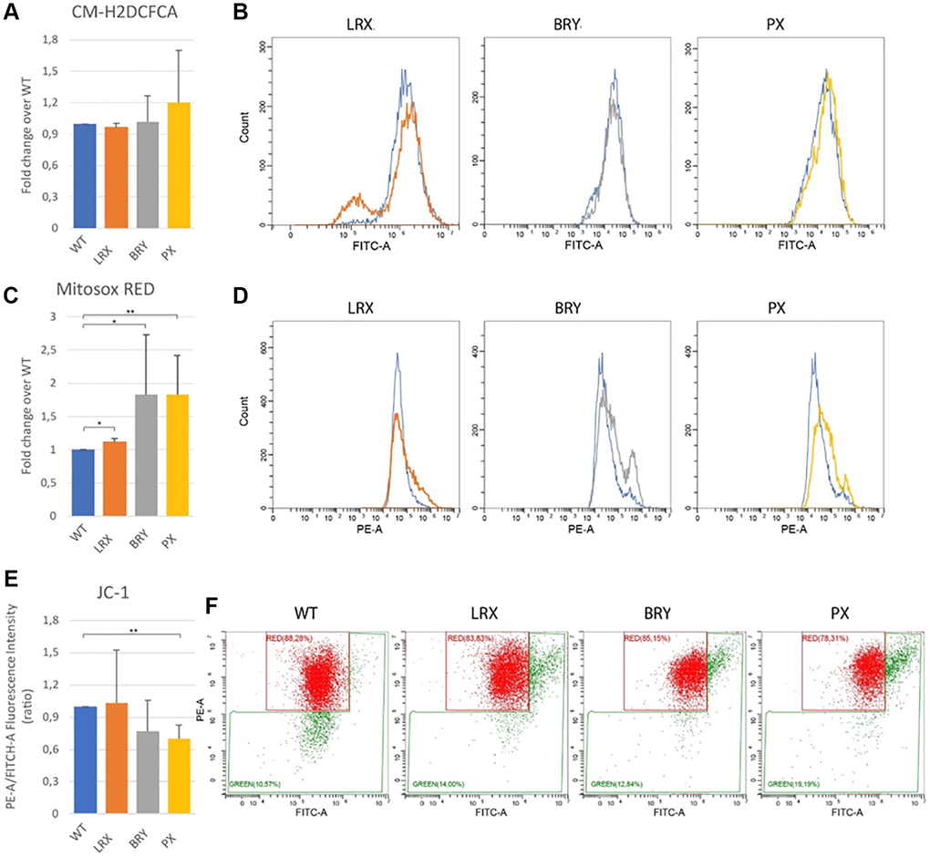 Mitochondrial dysfunction. Flow cytometry quantification of total reactive oxygen species using CM-H2DCFDA in MSC WT and MDPL ones. (A) Histogram representing the relative fluorescence intensity (FITCH-A), data are shown as mean ± SD of N = 3 biological replicates. Adjusted p-value was calculated using Student’s t-test. (B) Representative histogram plots in log scale (WT blue). Flow cytometry quantification of mitochondrial superoxide using MitoSOX Red in MSC WT and MDPL ones. (C) Histogram representing the relative fluorescence intensity (PE-A), data are shown as mean ± SD of N = 3 biological replicates. Adjusted p-value was calculated using Student’s t-test. (D) Representative histogram plots in log scale. (E) Histogram representing the quantification of red/green fluorescence intensity ratio, data are shown as mean ± SD of N = 3 biological replicates. Adjusted p-value was calculated using Student’s t-test. (F) Representative dot plots in log scale of JC1 stained MSC WT and MDPL cells. The WT data are derived from the mean of the values obtained from the two healthy control samples; *p **p 