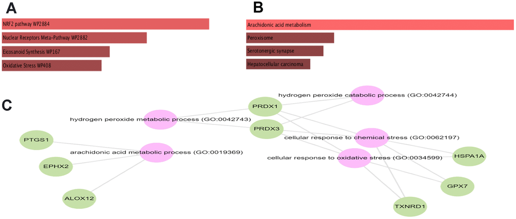 Bar chart of GSEA obtained from GESalt4 representing. KEGG (A), Wikipathway (B) and gene ontology (C).