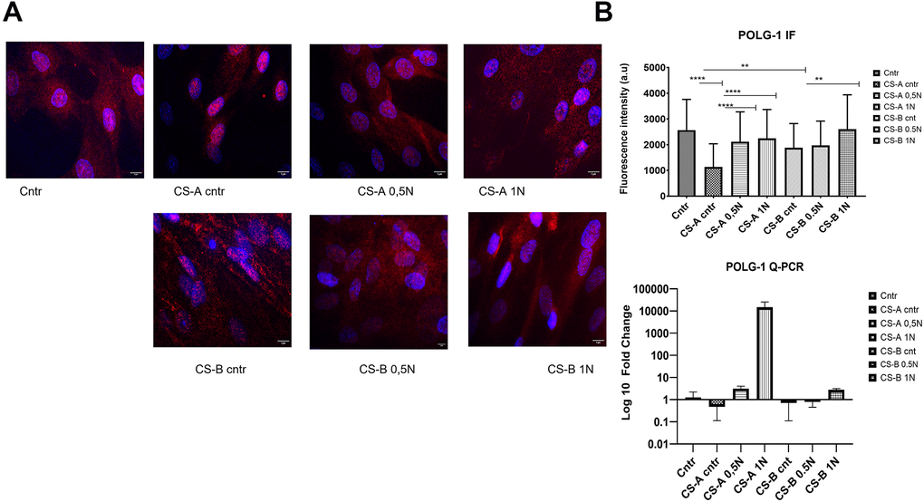 Level of nuclear POLG 1 upon supplementation with different doses of nicotinamide (NAM). (A) Representative images using a fluorescence microscope after treatment with NAM (0.5 and 1 mg/mL) for 24 h labeled with polg1 (Red) and nuclei with DAPI (blue) (the scale bar is 5 μm). (B) corresponding fluorescence intensity and QPCR results for the same gene, the p-values were calculated using unpaired two-tailed Student’s t-test (*p 