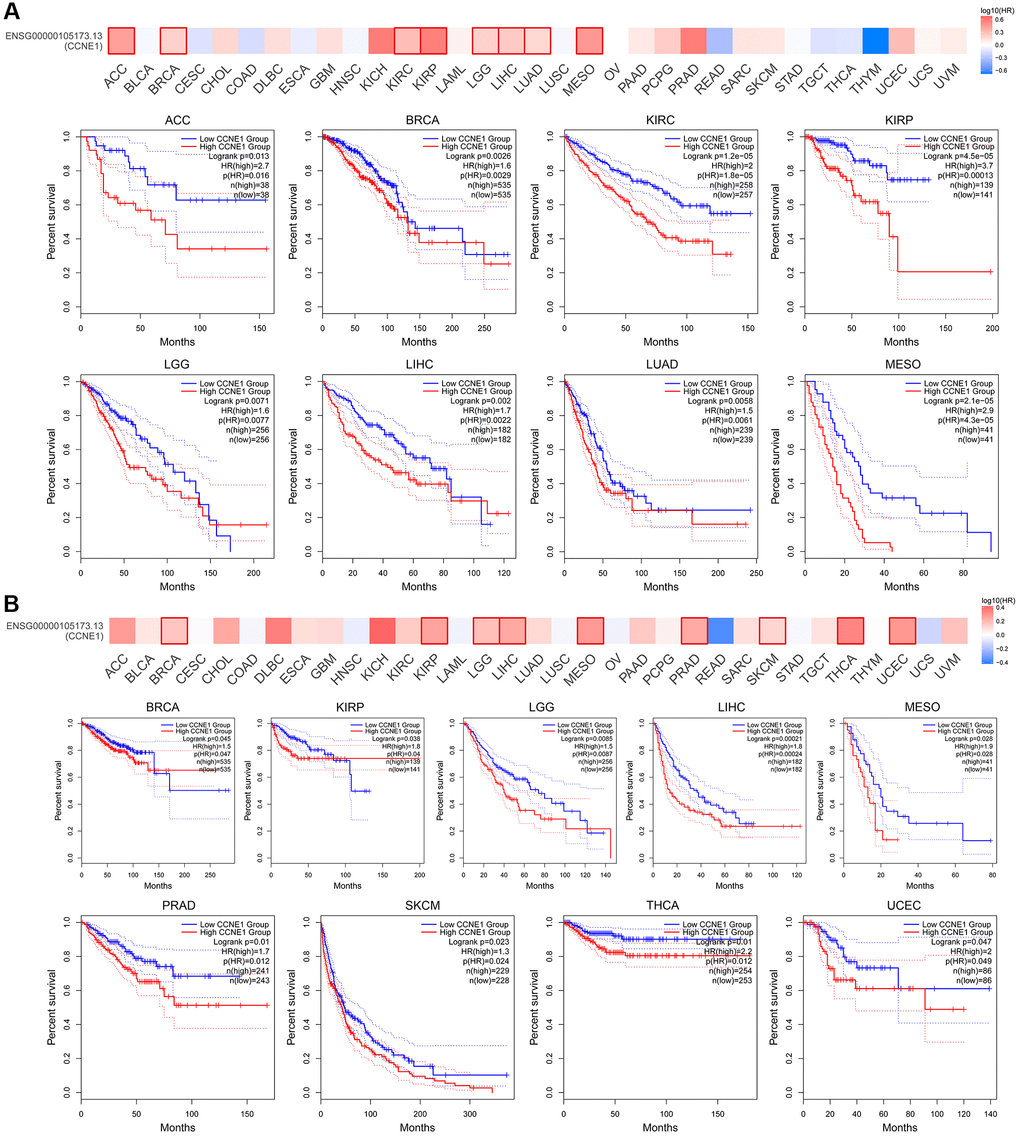  Connection of CCNE1 with (A) overall survival and (B) disease-free survival in cancer. Tumors with higher CCNE1 expression are indicated in red, while those with lower expression are shown in blue.