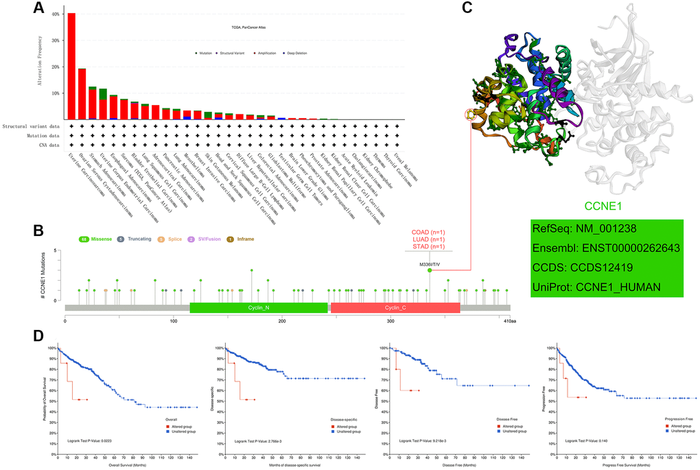 Mutation features of CCNE1 in cancer. (A) Bar chart representing the distribution of different CCNE1 mutation types across various cancers. (B) Lollipop plot highlighting the mutation sites of CCNE1, with higher frequency mutations displayed prominently. (C) 3D structural model of CCNE1, focusing on regions with the highest mutation frequency. (D) Kaplan-Meier curves linking CCNE1 mutation status with survival outcomes (overall survival, disease-specific survival, disease-free survival, and progression-free survival) in COAD.