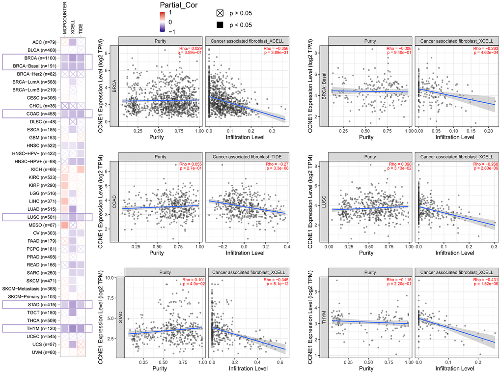 Correlation between CCNE1 expression and immune infiltration of cancer-associated fibroblasts in TCGA. Scatter plot displaying the correlation between CCNE1 mRNA levels and the infiltration levels of cancer-associated fibroblasts across TCGA cancer types. The strength of the correlation is represented by the Pearson correlation coefficient (r), and the p-values indicate the statistical significance of these associations.