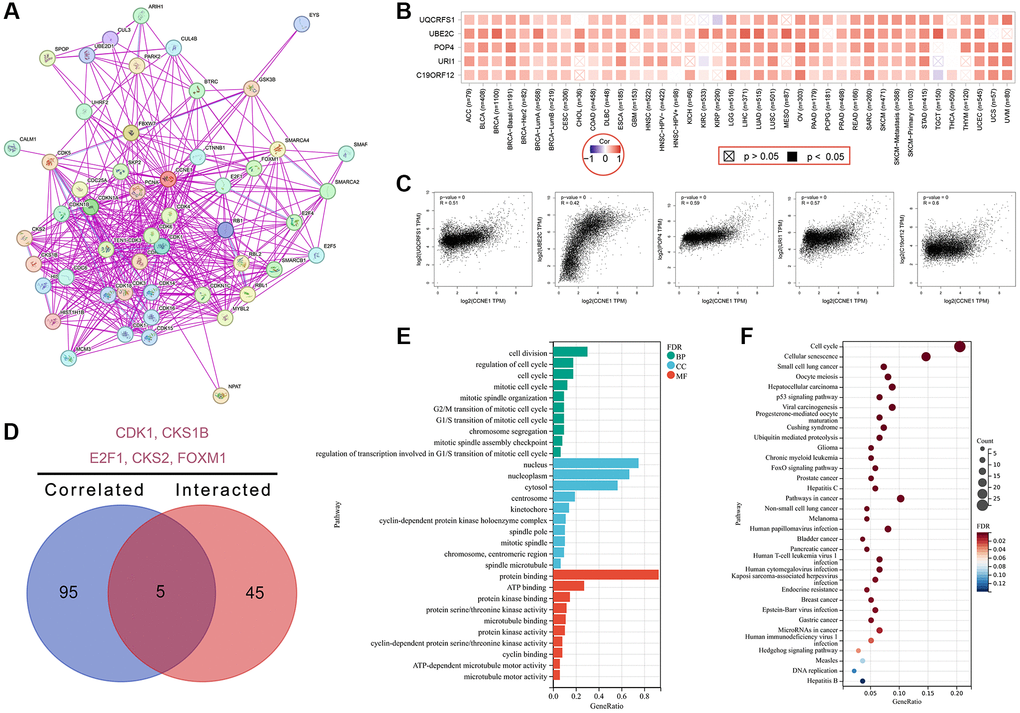 Enrichment analysis for CCNE1 interacted or related genes. (A) Determining interacted genes of CCNE1. (B) Top 5 CCNE1 associated genes in TCGA projects. (C) The corresponding heatmap map for correlation between CCNE1 and top 5 related genes in various cancers. (D) An intersection analysis of CCNE1 interacted and associated genes. (E) GO and (F) KEGG pathway analysis of CCNE1 interacted or related genes.