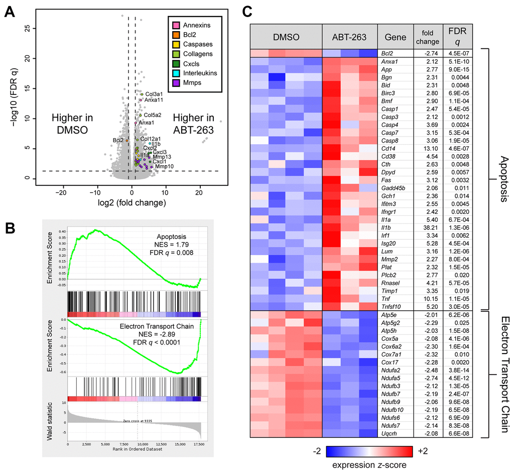 ABT-263 induced changes in aged skin involving apoptosis and mitochondrial oxidative phosphorylation. (A) Volcano plot corresponding to a Wald test of RNA sequencing data obtained from aged skin treated with DMSO (n=4) or ABT-263 (n=3). Selected genes with significant and strong differential expression (FDR q  2, indicated by dashed lines) are colored according to their function. (B) Gene Set Enrichment Analysis (GSEA) enrichment plots demonstrating significant (FDR q C) Heatmap of Bcl2 and leading edge genes from each gene set that are also individually significant and strongly regulated by ABT-263 (Wald FDR q  2). Fold changes for downregulated genes are represented with their negative reciprocal (i.e., values of +2 and -2 correspond to two-fold up- or down-regulation by ABT-263, respectively). Genes are ordered alphanumerically by symbol within each gene set. Variance-stabilizing-transformed expression values are z-score-normalized to a mean of zero and SD of 1 across all samples in each column, with blue, white and red indicating z scores of ≤ 2, 0, and ≥ 2, respectively.