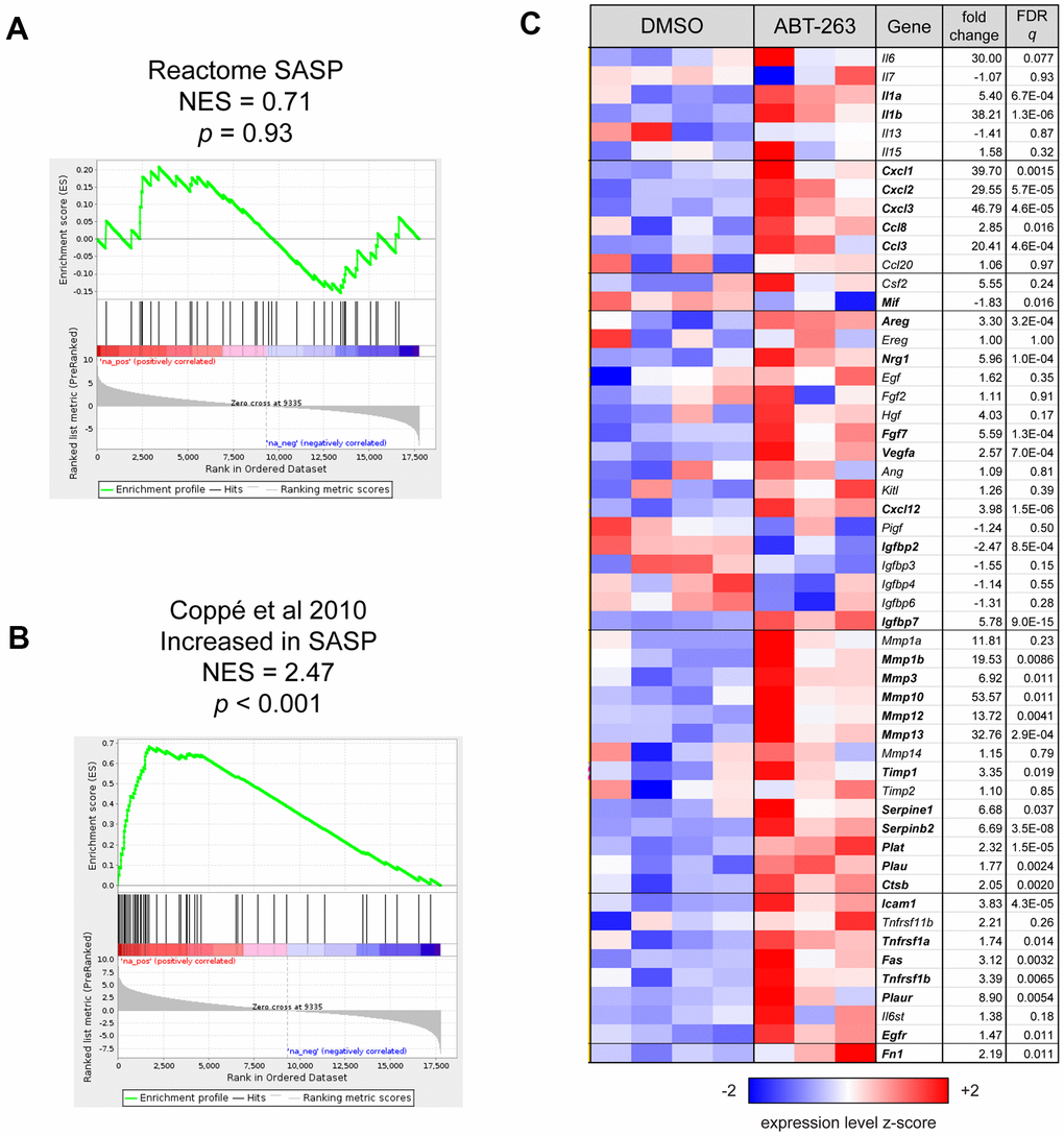 ABT-263 induced changes in the expression of some SASP factors. (A) Gene Set Enrichment Analysis (GSEA) enrichment plot for Reactome SASP gene set, which was not coordinately regulated with respect to ABT-263 treatment (p = 0.93). (B) GSEA enrichment plot showing that a set of 54 genes that are characterized as “increased” or “increased or no change” with SASP in Table 1 of Coppé et al. [13] are significantly coordinately upregulated with ABT-263 treatment (p C) Heatmap of all genes described as in Coppé et al. [13]. Genes are presented in the same order and groups as in the source table; those with symbols in boldface are significantly regulated by ABT-263 (Wald FDR q 