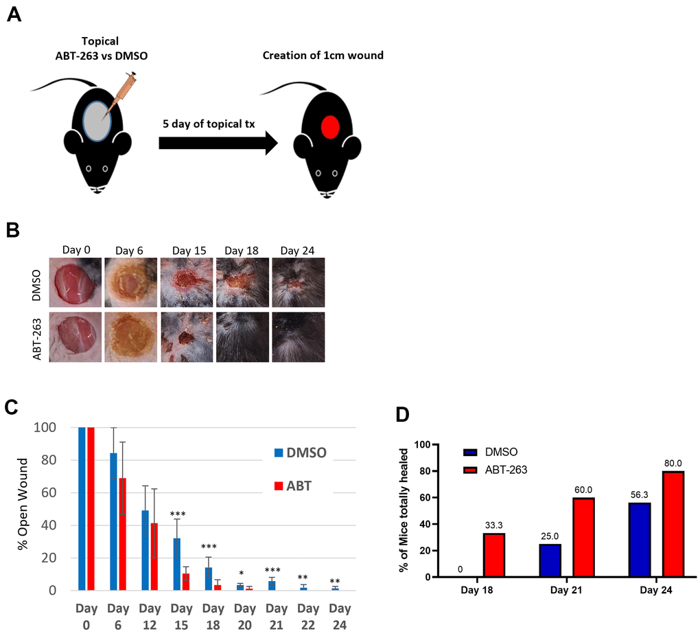 ABT-263 skin pre-treatment accelerates wound closure in aged mice. (A) Schematic of the experiment. (B) Representative wound photos after 5 days of ABT-263 vs DMSO treatment. ABT-263 (N=5-8 per timepoint) vs DMSO (N=5-8 per timepoint). (C) % wound contraction. (D) % of aged mice with completely healed wounds. t-test, *p