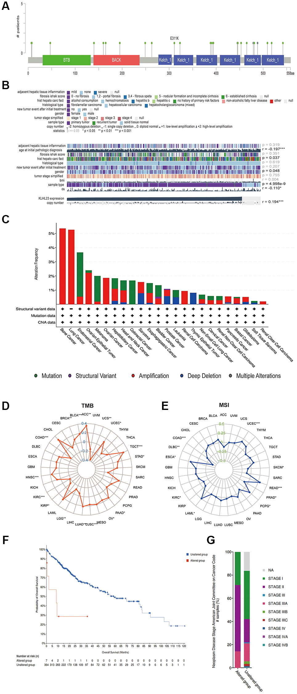 Somatic mutation and copy number variation characteristics of KLHL23. (A) CNV analysis of KLHL23 in 33 cancer types. (B) Mutation sites of KLHL23 as indicted through a cBioPortal analysis. (C) Genomic alterations of KLHL23. (D) TMB analysis of the indicated cancers. (E) MSI analysis of indicated cancers. (F) Survival analysis of the altered or unaltered genome of LIHC. (G) The altered genome of LIHC according to the cancer stage. (*P **P ***P 