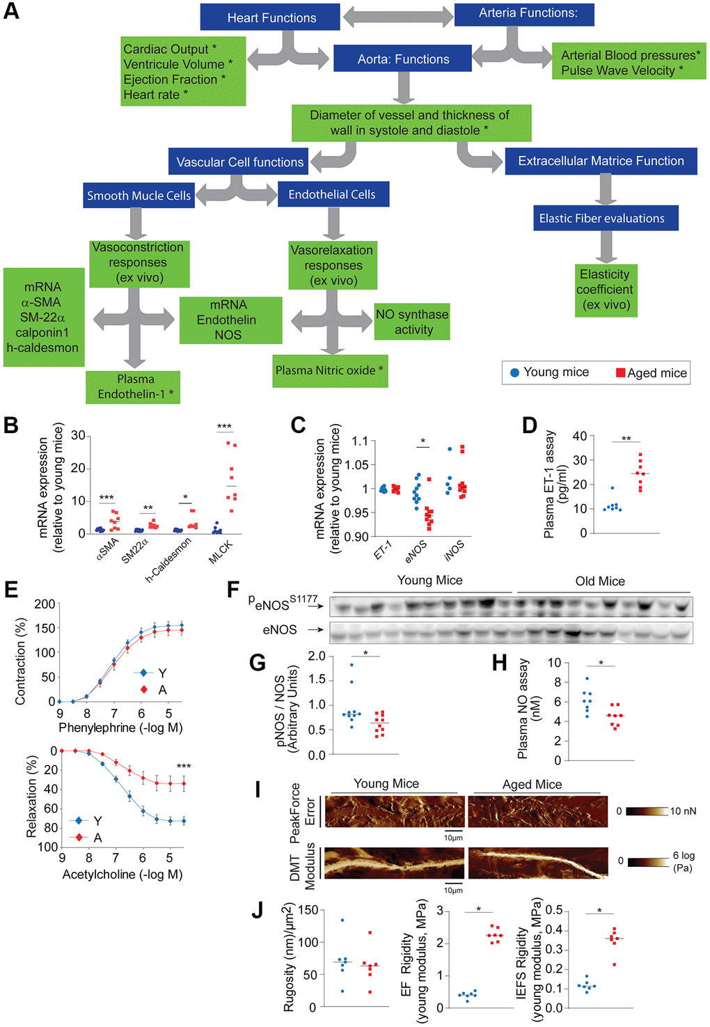 Functional evaluation of aortic stiffness between old (n = 5–10, red) and young (n = 5–10, blue) mice. (A) Decision tree allowing the functional evaluation of the animal with the elastic fiber. “*” identifies parameters that are methodologically accessible for clinical studies. (B) mRNA expression of vascular contraction markers (αSMA, Alpha Smooth Muscle Actin - SM22α, Smooth muscle protein 22-alpha - MLCK, Myosin light-chain kinase). (C) mRNA expression of endothelin (ET-1) and endothelial (eNOS) and inducible (iNOS) nitric oxide synthase. (D) Plasma assay of endothelin 1. (E) Ex vivo measurement of vascular reactivity after stimulation with phenylephrine or acetylcholine. (F, G) Western blot of native and phosphorylated forms of eNOS (panel F) and quantification of gray level by ImageJ (panel G). (H) Plasma dosage of nitric oxide (NO). (I, J) Evaluation of extracellular matrix: by atomic force microscopy. (I) Imaging of elastic fibers (EF) with PeakForce error and DMT modulus (scale bar: 10 µm). (J) Quantifications of EF rugosity (left), stiffening of EF (middle) and inter-EF spaces (IEFS, right). Statistical test: Mann-Whitney. Mean+/− SEM. Significant differences (*p **p ***p 