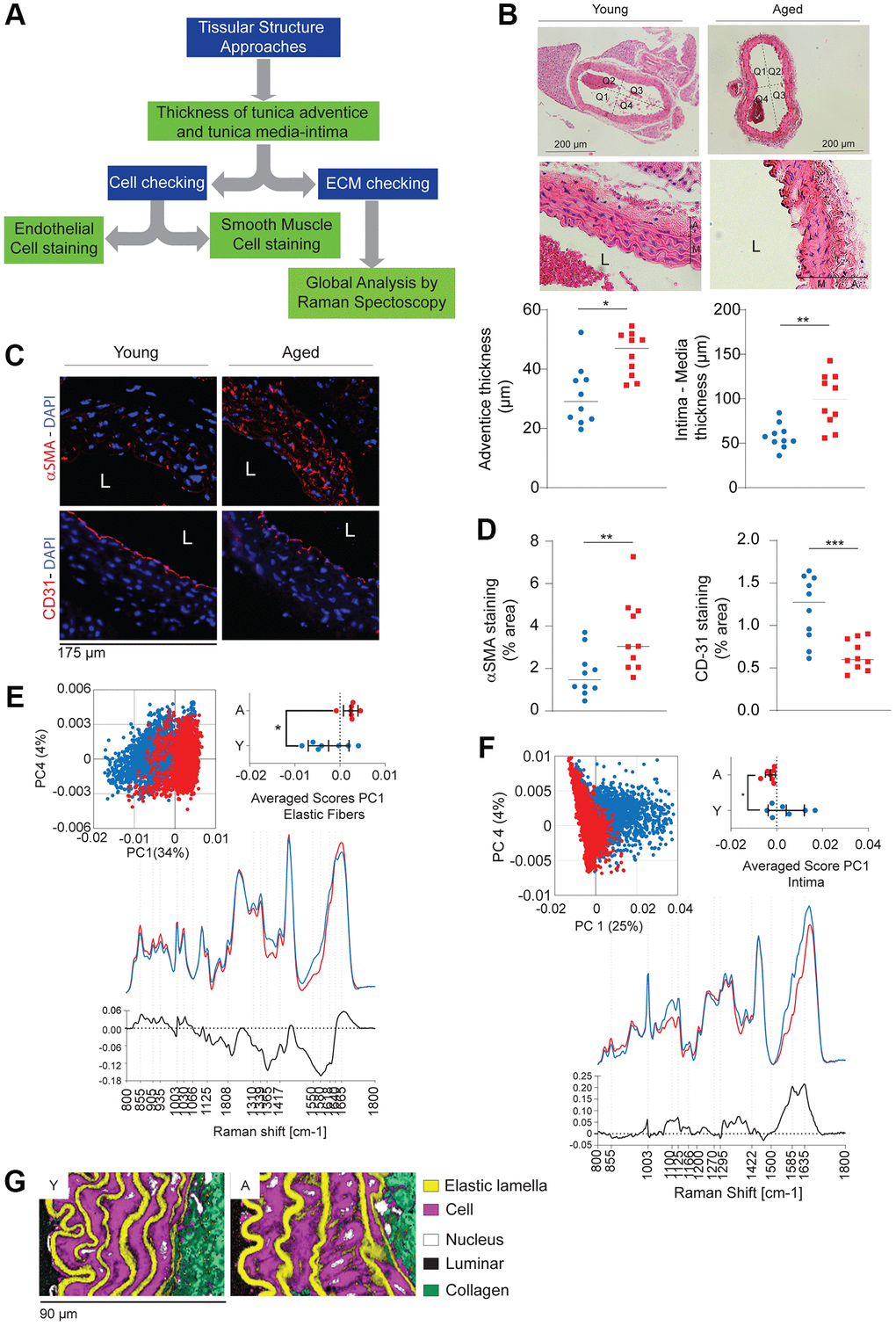 General evaluation of aortic wall remodeling between old (n = 5–10, red) and young (n = 5–10, blue) mice. (A) Decision tree allowing cellular and extracellular evaluation. (B) Histological staining (Hematoxylin-Eosin, HE) and quantification of the thickness of the tunica media and adventitia by ImageJ Software. (C) Immunohistology against αSMA (smooth muscle actin, specific marker for smooth muscle cells) and CD31 (specific marker for endothelial cells). DAPI (blue) identifies cell nuclei. (D) Quantification of CD31 and αSMA fluorescence (see Figure 2C) and related to DAPI fluorescence using ImageJ. (E, F) Examples of the spectra of the elastic fibers (E) and the tunica intima (F) obtained by Raman spectroscopy. (G) Reconstruction of the vascular wall from the spectra obtained previously (panels E, F). Statistical test: Mann-Whitney. Mean+/− SEM. Significant differences (*p **p ***p 