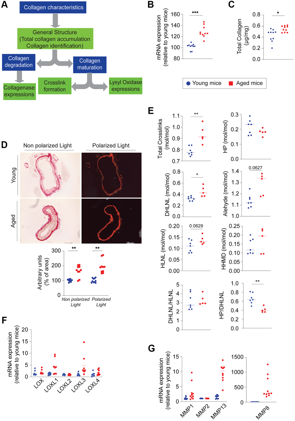 Evaluation of the collagen component within the aging aortic wall (n = 5–10, red) and young (n = 5–10, blue). (A) Decision tree allowing the evaluation of collagen. (B) mRNA expression of collagen (1a) type I. (C) Quantification of total collagen on the whole aorta. (D) Histological staining with picrosirius red and visualization in polarized or non-polarized light (left panel). Quantification of colorized collagen as a function of image area using ImageJ Software (right panel). (E) Quantification of the different crosslinks formed within collagen fibers such as hydroxylysyl pyridinoline (HP), hydroxylysinonorleucine (HLNL), dehydroxylysinonorleucine (DHLNL), histidinohydroxymerodesmosine (HHMD) in the thoracic aorta. (F) mRNA expression of lysyl-oxidase (LOX) and lysyl-oxidase like 1 to 4 (LOXL1, −2, −3, −4). (G) mRNA expression of metalloproteinases 1, 2, 13 and 8 (MMP1, −2, −13, −8). Statistical test: Mann-Whitney. Mean +/− SEM. Significant differences (*p **p ***p 