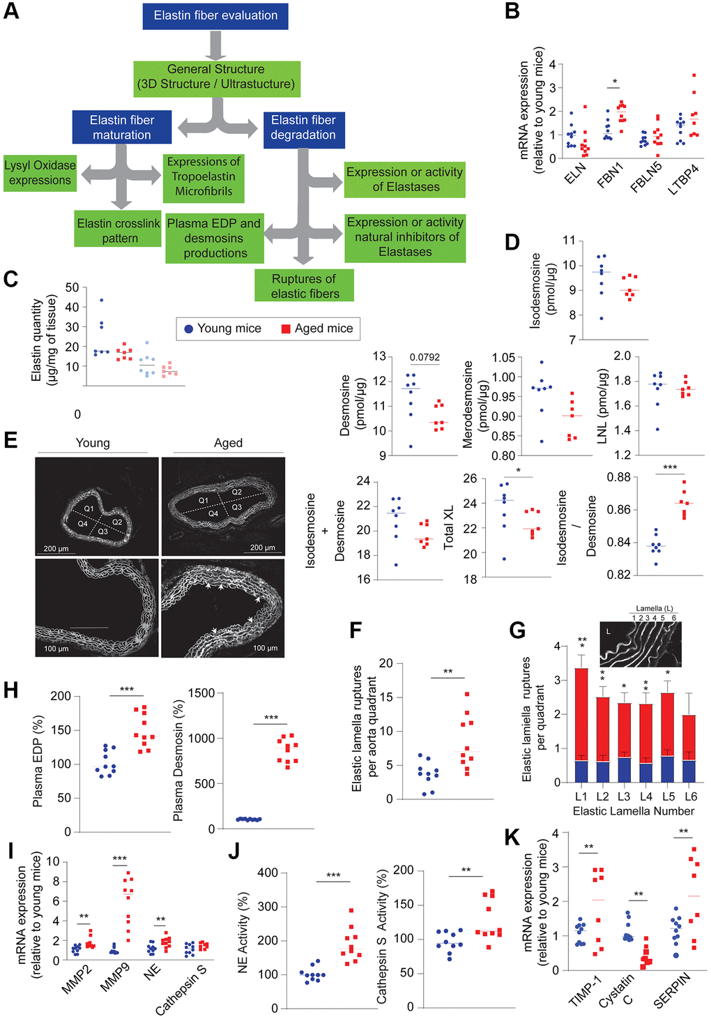 Evaluation of elastic fibers within the aortic wall (n = 5–10, red) and young (n = 5–10, blue). (A) Decision tree allowing the evaluation of elastogenesis and elastolysis. (B) mRNA expression of elastin (ELN), fibulin 5 (FBLN5), fibrillin 1 (FBN1), latent transforming growth factor beta binding protein 4 (LTBP4). (C) Quantification of total elastin on the thoracic aorta (dark blue circle and dark red square) and the abdominal aorta (light blue circle and light red square). (D) Quantification of the different crosslinks formed within elastic fibers such as isodesmosine, desmosine, merodesmosine, lysinonorleucine (LNL) in the thoracic aorta. (E) Visualization of the ruptures (arrowheads) of the elastic lamellae observed by the autofluorescence of elastin. (F) Total quantification of the ruptures observed in Figure 5E. (G) Counting the number of ruptures observed for each elastic lamella and determining from Figure E. (H) Plasma quantification of elastin-derived peptides (EDP) and desmosines. (I) mRNA expression of elastases such as matrix metalloproteinase 2 and 9 (MMP2 and MMP9), neutrophil elastase (NE) and cathepsin S. (J) Plasma activities of neutrophil elastase (NE) and cathepsin S. (K) mRNA expression of natural elastase inhibitors, TIMP1 (tissue inhibitor of metalloproteinase), cystatin C, Serine protein inhibitor (SERPIN). Statistical test: Mann-Whitney. Mean +/− SEM. Significant differences (*p **p ***p 