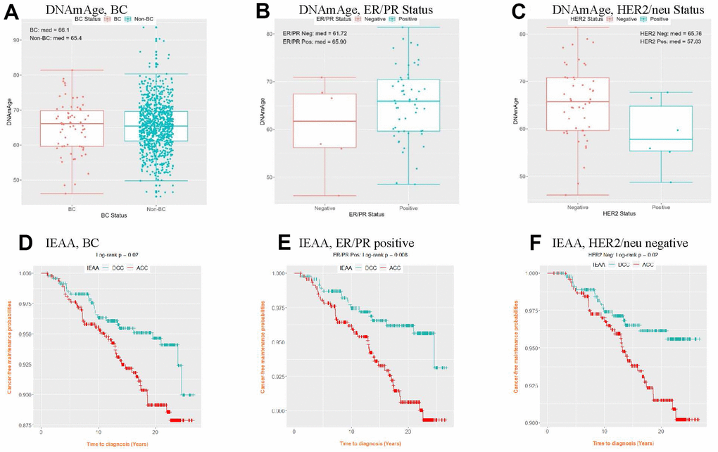 Distribution of DNAmAge (A–C) and cancer-free probability curve of IEAA (D–F) by BC status and BC subtype. (IEAA, intrinsic epigenetic age acceleration as residuals adjusted for cell composition; ACC, acceleration, i.e., positive residuals; BC, breast cancer; DCC, deceleration, i.e., negative residuals; DNAmAge, DNA methylation–based marker of aging; ER/PR, estrogen and progesterone receptor; HER2/neu, human epidermal growth factor receptor 2). (A) DNAmAge, BC (B) DNAmAge, ER/PR Status (C) DNAmAge, HER2/neu Status (D) IEAA, BC (E) IEAA, ER/PR positive (F) IEAA, HER2/neu negative.