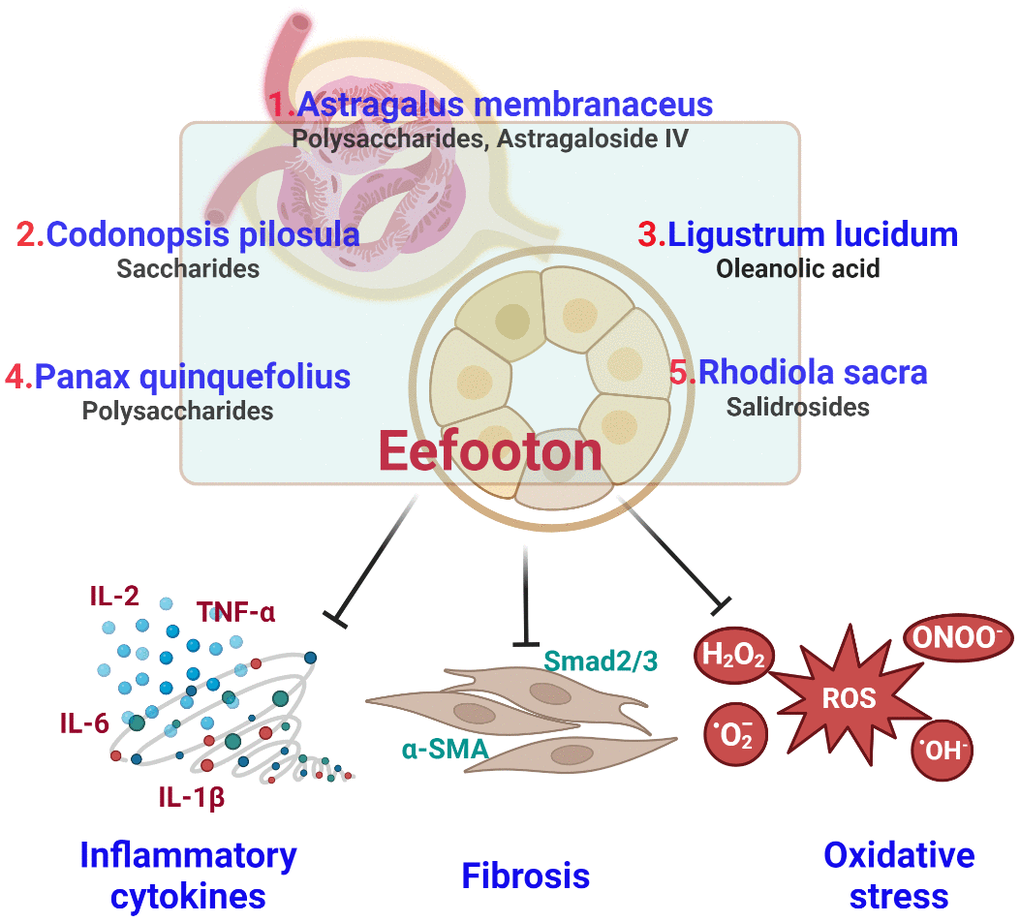 Summary of antioxidant, anti-inflammatory and anti-fibrotic properties of Eefooton ingredients in CKD.