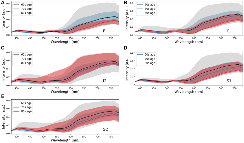 Comparison of retinal spectra by three age intervals (npatients = 137, p-value = 0.032, Chi-square test and nsamples = 3,000, p-value A) F, (B) I1, (C) I2, (D) S1, and (E) S2. Positions F, I1, and S1 show the difference at long wavelengths (>550 nm).