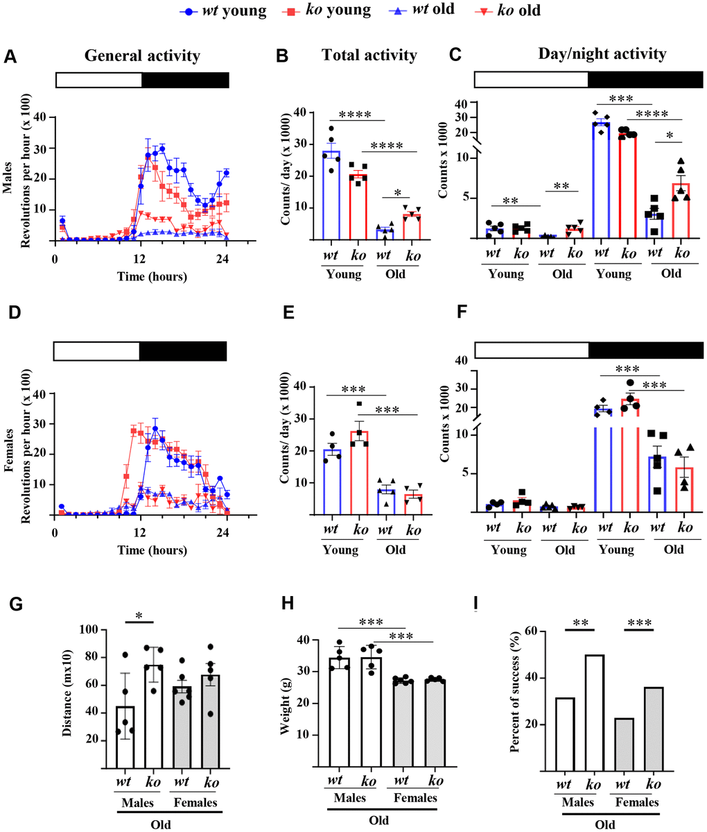 Arg-ii-/- mice reveal improved physical activity in aging. Diurnal voluntary physical activities (as revolution/hour on an average of 7 days in the wheel running cages under 12:12 light-dark conditions: 0-12, light-on (resting phase, white bar); 12–24, light-off (active phase, black bar) of young and old wild type (wt) and arg-ii-/- (ko) male (A–C) and female mice (D–F). (A, D) General activities of wheel running in males and females respectively; (B, E) Quantification of the general or total wheel-running activities during light-on and light-off in males and females, respectively. Graphs show the counting of total wheel revolutions during 24 hours in the young and old wt and ko mice. (C, F) Graphs show wheel running activities during light-on (white bar) and light-off (black bar) in males and females, respectively. Data are reported as means ± SEM. Combined one-way ANOVA and unpaired t-test with Welch’s correction were applied. n = 4 to 5 mice for each group. (G) Non-voluntary physical activities (treadmill fatigue test) in old male and female wt and arg-ii-/- mice. A parametric unpaired t-test with Welch’s correction was applied. n = 5 animals for each group. *p H) Body weight in old male and female wt and arg-ii-/- mice. One-way ANOVA was applied with n = 5 animals for each group. ***p I) Traction test measuring the success rate of lifting their weight to lean all the paws on a horizontally suspended bar. A contingency test was performed with n = 11–12 mice for each group. *p **p ***p ****p 