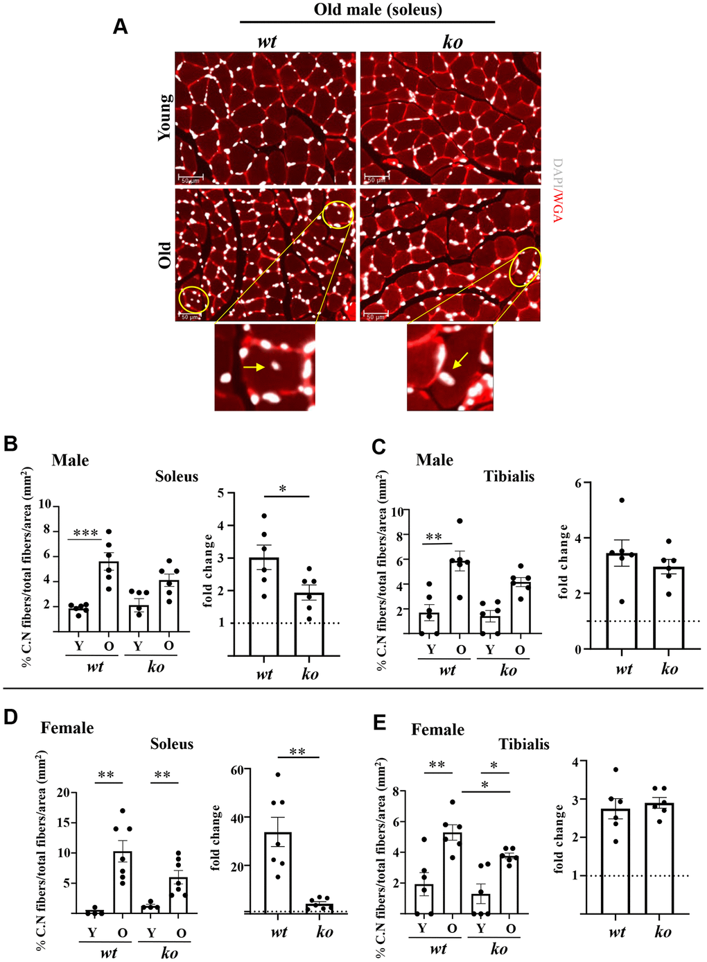 Arg-ii-/- mice reveal reduced accumulation of centrally located nuclei in aging skeletal muscles. (A) Representative confocal immunofluorescence staining of DAPI (white) and WGA (red) for nuclei and skeletal muscle fiber sarcolemma, respectively, in the old soleus muscle from young and old wild type (wt) and arg-ii-/- (ko) male mice. Scale bar: 50 µm. (B–E) The left graphics in each figure present the percentage of centrally nucleated fibers/total of fibers in the mm2 area for both soleus and tibialis in male and female mice as indicated. The fold changes based on the ratio of old/young (dotted line: young as 1) measuring the aging-dependent increase in centrally nucleated fibers were presented in the right bar graph in each panel. Combined one-way ANOVA and unpaired t-test with Welch’s correction were applied. n = 4–7 mice per group. *p **p ***p 