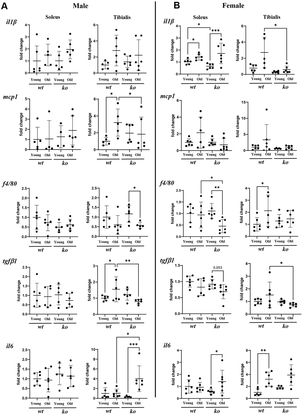 Arg-ii-/- mice reveal decreased inflammatory markers in aging skeletal muscles. mRNA expression levels of inflammatory markers and cytokines analyzed by qRT-PCR in soleus and tibialis from male (A) and female (B) young and old wild type (wt) and arg-ii-/- (ko) mice. One-way ANOVA was applied. n = 4–7 mice per group. *p **p ***p 