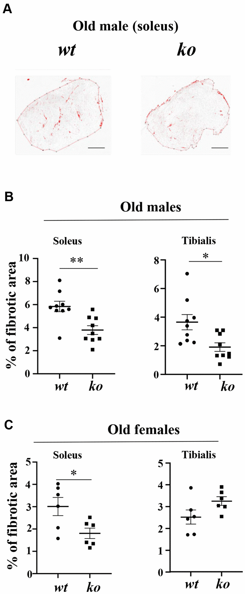 Arg-ii-/- mice reveal reduced skeletal muscle fibrosis in aging. (A) Representative masking images showing collagen signals (red) in soleus from old male wild type (wt) and arg-ii-/- (ko) mice. (B, C) Quantification of fibrosis area in both soleus and tibialis from old males and females. A parametric unpaired t-test with Welch’s correction was applied. n = 6–9 mice per group. *p **p 