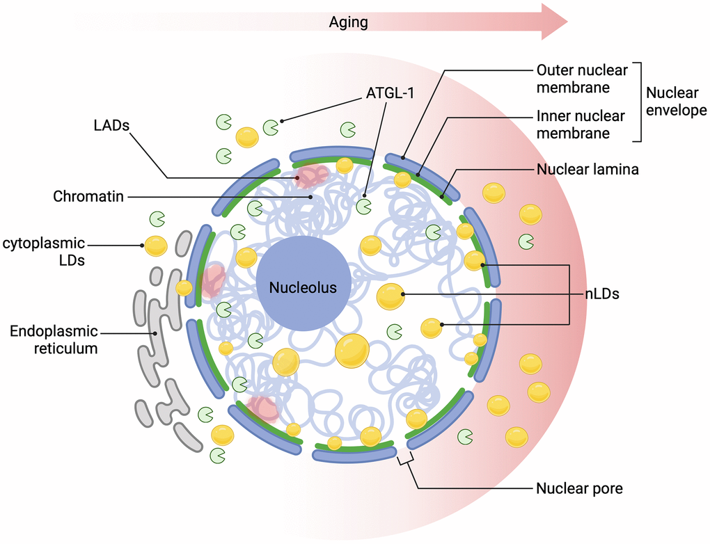 Age-dependent nLDs accumulation affects nuclear homeostasis. Over time, lipid droplets (LDs) accumulate progressively in the cytoplasm and within the nuclear lamina, closely associated with age-related changes in the nuclear lamina protein LMN-1 (the nematode homolog of lamin A/C), which supports nuclear morphology. This nLD accumulation may disrupt Lamin-Associated Domains (LADs), chromatin regions anchored to the nuclear periphery, leading to chromatin remodelling, heterochromatin destabilization, and compromised nuclear integrity, which are well-established hallmarks of ageing. Longevity-promoting interventions activate the lipase ATGL-1, regulated by HLH-30/TFEB, linking lipid metabolism to pathways that promote cellular longevity. These changes in nLDs could impact key nuclear processes, including gene expression and DNA repair, thereby contributing to cellular ageing. Created in BioRender (Palikaras, K., 2024, https://BioRender.com/t49f941).