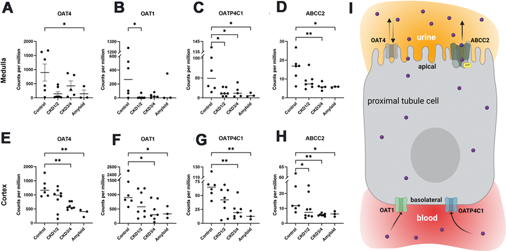 Organic anionic transporter RNA-seq gene expressions. Medullar (A–D) and cortical (E–H) tissue expressions of OAT4, OAT1, OAPT4C1, and ABCC2, respectively. Illustration of transporters in the proximal tubule cell (I). OAT1 and OATP4C1 are the uptake transporters on the basolateral surface, while ABCC2 is the efflux transporter localized at the apical surface. OAT4 is thought to play a role in both reabsorption and secretion from the apical side. All genes were differentially expressed between control and across CKD groups in both cortex and medullar (FDR