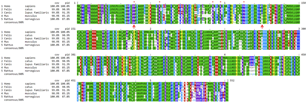 Alignment on mammalian OAT1 protein sequences. Mouse, rat, dog, and cat OAT1 protein sequences are compared to their human orthologous sequence. Dogs and cats share 91.3% and 90.9% OAT1 protein sequence identities with humans, respectively. “Cov” indicates the percentage of amino acids covered in the alignment, and “pid” indicates protein sequence identity compared to humans, consensus denotes consensus out of 80% of the sequences from the group. Red asterisks indicate the five glycosylation sites on the first extracellular loop, which is delineated by the two upward red arrows in positions 39 and 125, respectively. Humans share the same hydrophilic aspartate (D) with cats and dogs (marked by the 2nd red arrow), but not rodents. Dog and cat’s OAT1 proteins are computationally predicted.