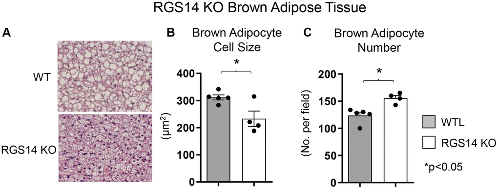 Increased BAT cell numbers in RGS14 KO mice. RGS14 KO mice exhibited smaller brown adipocytes (A, B), and increased number of brown adipocytes (A, C) than WT control mice. *p 