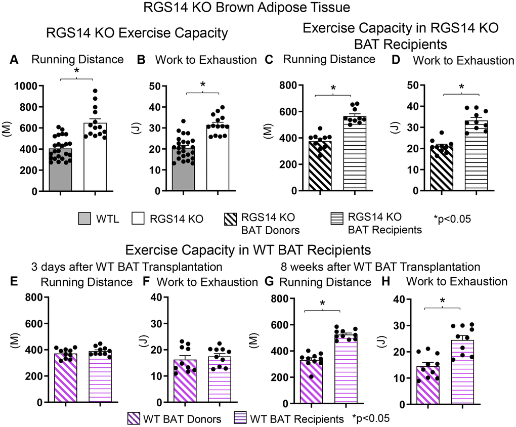 Increased exercise capacity in RGS14 KO mice. RGS14 KO mice ran longer distances (A) with increased work to exhaustion (B) compared to WT littermates. BAT transplantation from RGS14 KO mice to WT mice led to a reversal of phenotype, such that RGS14 KO BAT recipients exhibited improved running distance (C) and greater work to exhaustion (D) compared to RGS14 KO BAT donors, at 3 days after RGS14 KO BAT transplantation. In contrast, there was no improvement in running distance and work to exhaustion at 3 days after transplantation of BAT from C57BL6/J WT mice to other C57BL6/J WT mice (E, F). It required 8 weeks to achieve enhanced running distance and work to exhaustion in C57BI/6J WT mice with BAT transplantation from other C57BL6/J WT mice (G, H). *p 