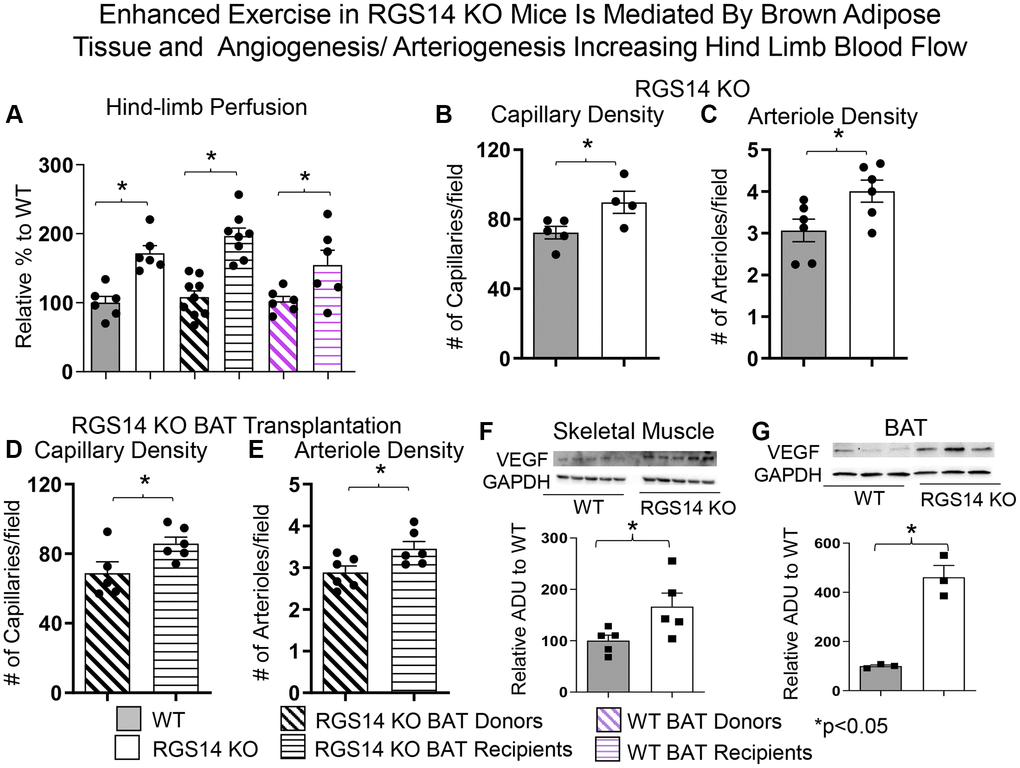 Enhanced exercise by RGS14 KO mice is mediated by BAT and angiogenesis/arteriogenesis increasing hindlimb blood flow. Non-linear contrast imaging was used to measure hindlimb blood flow. The average data are presented as % of WT perfusion, which is represented as 100% (A). Hindlimb blood flow was higher in RGS14 KO mice compared to WT mice, and higher in WT mice that received RGS14 KO BAT, at 3 days after transplantation (A, B), while RGS14 KO BAT donors lost their enhanced hindlimb perfusion, with results similar to WT mice (A). WT BAT recipients showed greater hindlimb perfusion at 8 weeks after transplantation of BAT from C57BL6/J WT mice to other C57BL6/J WT mice (A). Angiogenesis (reflected by capillary density) and arteriogenesis (reflected by arteriole density) were both increased in skeletal muscle of RGS14 KO mice (B, C) and RGS14 KO BAT recipients (D, E), which correlated with increased VEGF in skeletal muscle (F) and BAT (G). Increased angiogenesis (D) and arteriogenesis (E) were not observed in RGS14 KO BAT donors. Results are expressed as Mean ± SEM, *p 