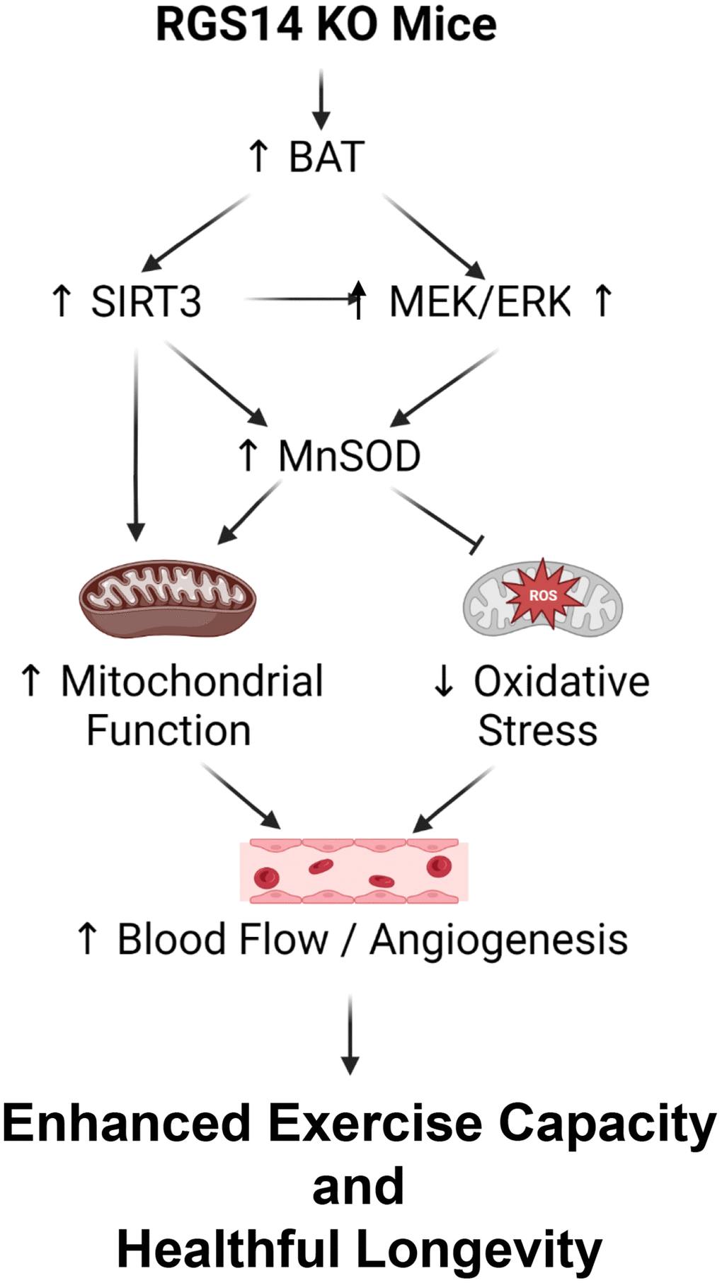 Mechanisms mediating enhanced exercise capacity in RGS14 KO and its uniquely powerful BAT. Multiple mechanisms mediated the enhanced exercise capacity in RGS14 KO mice. The most important mechanism is BAT, which mediates SIRT3, MnSOD, MEK/ERK and VEGF pathways. These mechanisms regulate exercise capacity by improved mitochondrial function, protection against oxidative stress and improved blood flow/angiogenesis. Reprinted from Vatner DE, et al Aging Cell. 2023; 22(4).