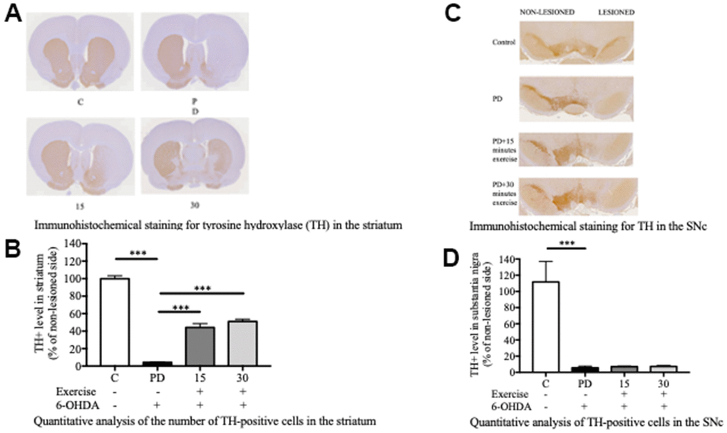 Exercise rescued the 6-OHDA-mediated reduction of dopaminergic neurons in the substantia nigra pars compacta (SNc) after 10 weeks of exercise treatments. (A) A representative of the immunohistochemical staining for TH (dopaminergic neuron marker) in the striatum. (B) Quantitative analysis of the number of TH-positive cells in the striatum. (C) A representative of the immunohistochemical staining for the TH in SNc. (D) Quantitative analysis of the TH-positive cells in the SNc. Data are presented as the mean ± standard deviation (SD) (n = 5/group). Significance was determined by a one-way ANOVA with Tukey’s post-hoc test. *p p p 