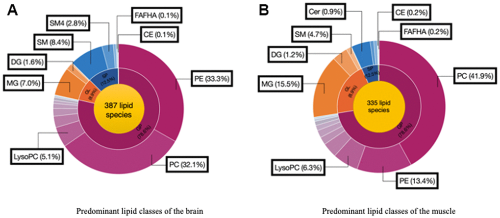 Predominant lipid classes of the (A) Brain and (B) Muscle. Cholesterol ester (CE), Diglyceride (DG), Fatty acid esters of hydroxyl fatty (FAHFA), Lysophosphatidylcholine (LysoPC), Monoglyceride (MG), Phosphatidylcholine (PC), Phosphatidylethanolamine (PE), Sphingomyelin (SM), Ceramide (Cer).