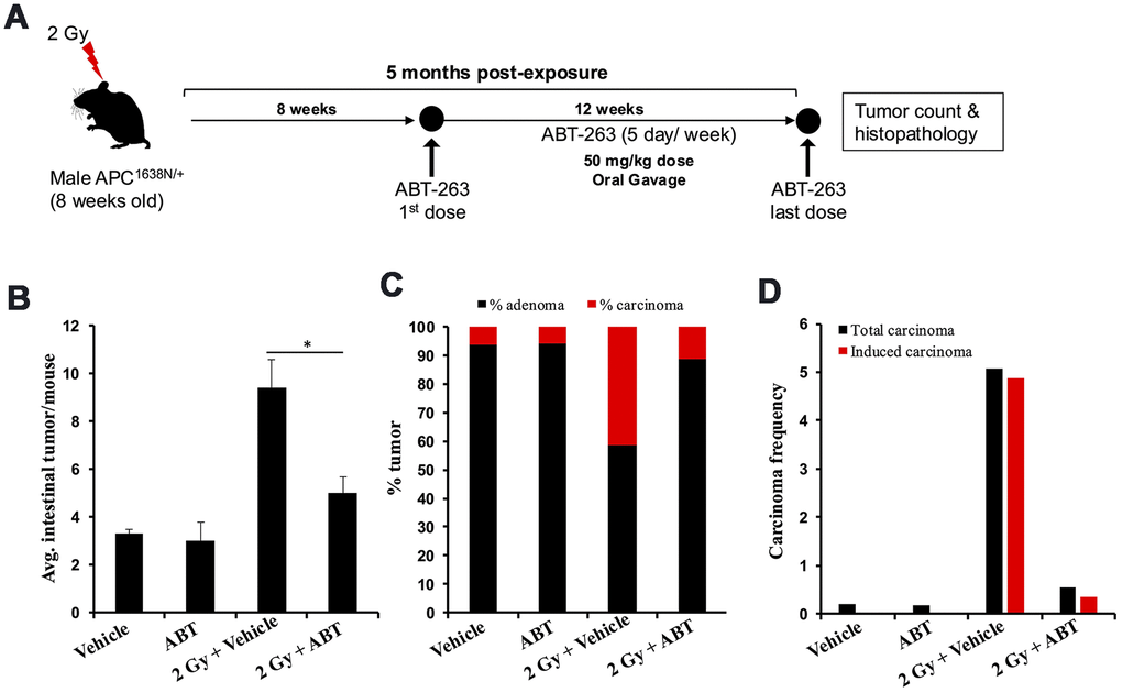 ABT-263 mitigates γ-induced intestinal tumor development in male Apc1638N/+ mice. (A) Experimental plan of ABT-263 testing as a mitigator for γ-induced intestinal carcinogenesis. (B) Intestinal-tumorigenesis at 150 days post-exposure in vehicle (n=10), ABT-263 only (n=5), 2 Gy + vehicle (n=6), and 2 Gy + ABT-263 (n=6) groups. Data presented as mean ± SEM, and * pC) Quantification of adenoma and carcinoma percentage. For each group, the percentages of adenomas and carcinomas relative to the total number of tumors assessed were calculated. (D) Effect of ABT-263 on spontaneous and IR-induced carcinoma frequency. Carcinoma frequency was defined as the number of carcinomas divided by the total tumors assessed. The induced carcinoma frequency was obtained by subtracting the spontaneous carcinoma frequency (from the control group) from that of the irradiated groups.